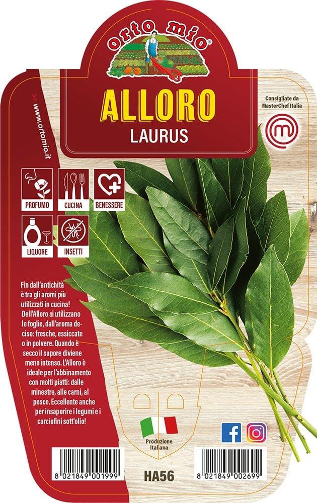 Alloro - 1 pianta v.14 cm - Orto Mio Orto Mio (2491783)