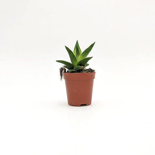 Aloe aristata -  5 cm x h 10/13 cm MillStore (2491784)