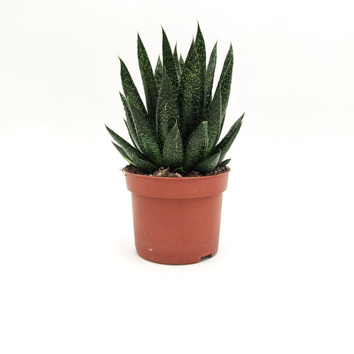 Aloe aristata Haw -  10 cm x h 20/23,5 cm MillStore (2491786)