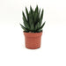 Aloe aristata Haw -  10 cm x h 20/23,5 cm MillStore