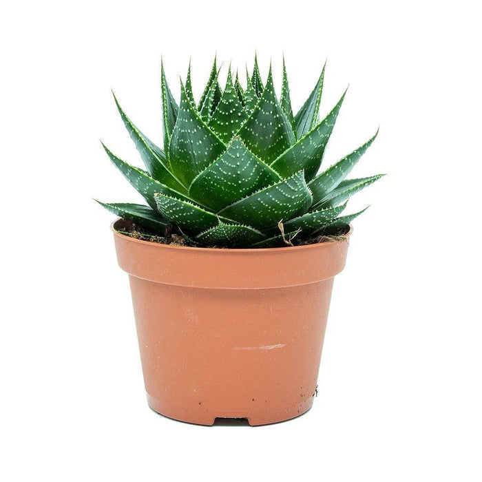Aloe Aristata - Vaso ø 11 cm x 14 cm h MillStore