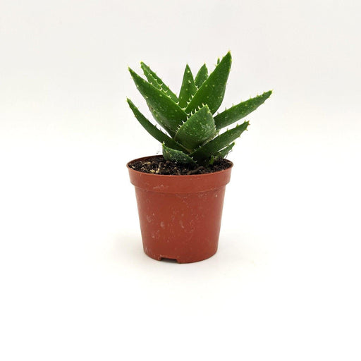 Aloe brevifolia - v. ø 8 cm x h 14 cm MillStore (2491787)
