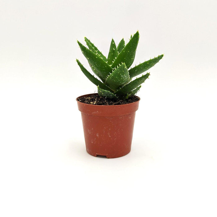 Aloe brevifolia - v. ø 8 cm x h 14 cm MillStore