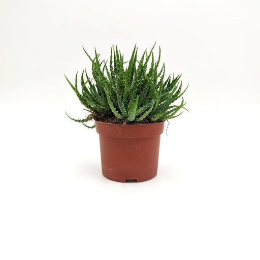 Aloe humilis -  10 cm x L 18 x h 20 cm MillStore (2491788)