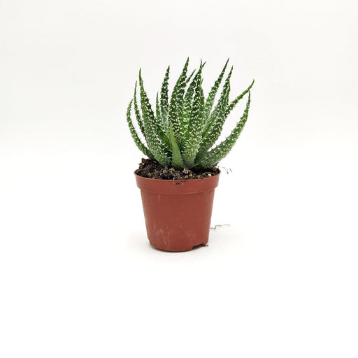 Aloe humilis -  8 cm x L 15,5 x h 17 cm MillStore (2491789)
