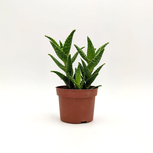 Aloe Juvenna Brandham 10 cm MillStore (2491790)