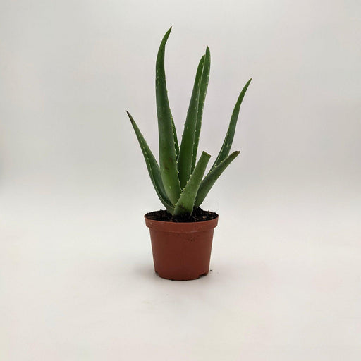Aloe Vera 10 cm MillStore (2491791)