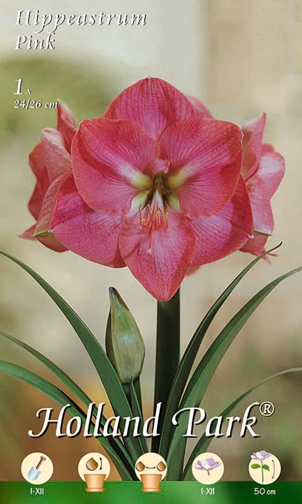 Amaryllis Rosa (Hippeastrum) - 1 Bulbo Fioral (2491797)