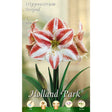 Amaryllis Rosso - Bianco (Hippeastrum) - 1 Bulbo Fioral (2491799)