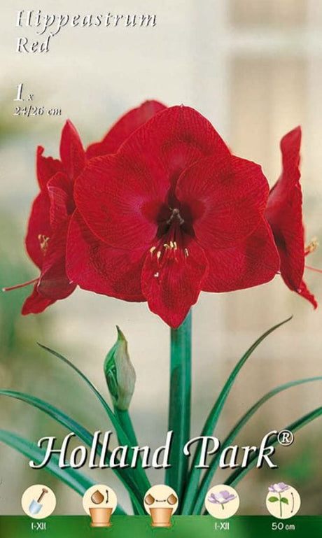 Amaryllis Rosso (Hippeastrum) - 1 Bulbo Fioral (2491798)