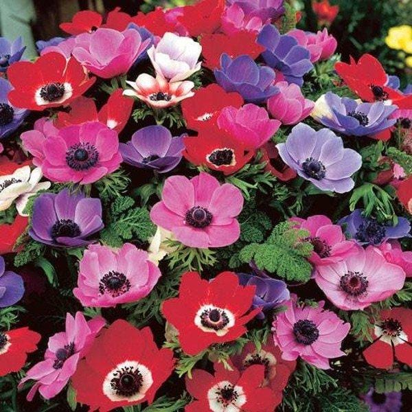 Anemone coronaria de Caen Mixed - 15 bulbi Fioral (2491833)