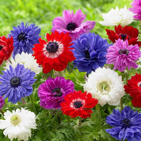 Anemone coronaria St. Brigid Mixed - 15 bulbi Fioral (2491834)