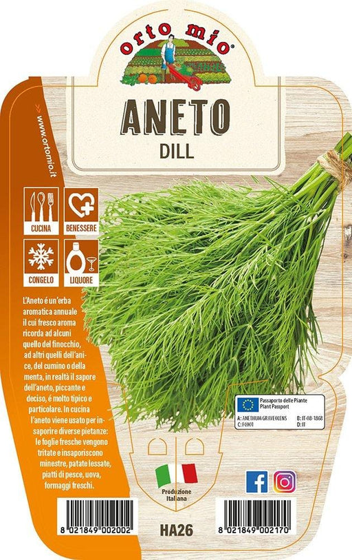 Aneto - 1 pianta v.14 cm - Orto Mio Orto Mio (2491835)