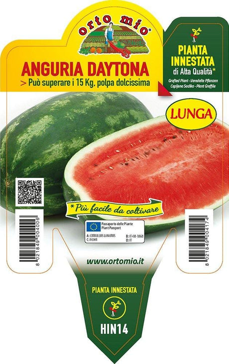 Anguria lunga Daytona F1 - 1 pianta innestata v.14 cm - Orto Mio Orto Mio (2491844)