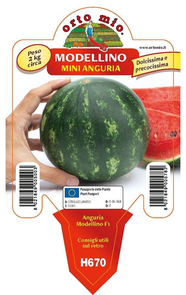 Anguria mini anguria Modellino F1 - 1 pianta in vaso cm.10 - Orto Mio ...