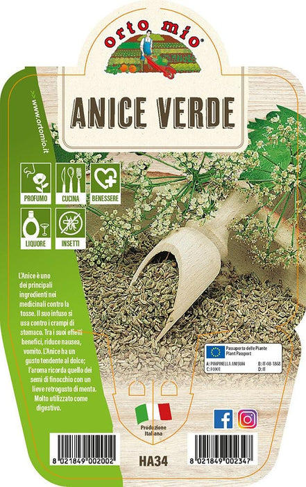 Anice verde - 1 pianta v.14 cm - Orto Mio Orto Mio