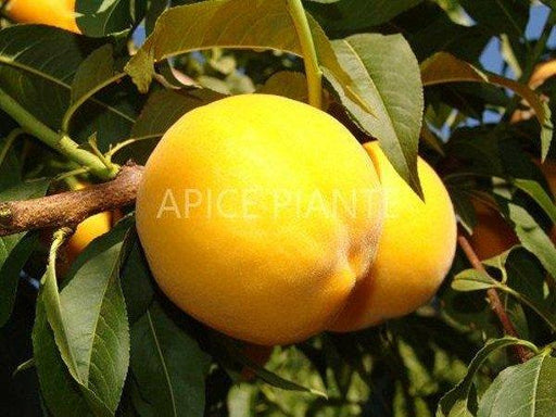 Apice Piante Percoco di Luglio - Vaso Cm.20 Apice piante (2491866)