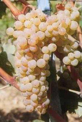 Apice Piante VITE TREBBIAMO ABRUZZESE - Senza vaso - Uva da vino Bianca Apice piante (2491869)