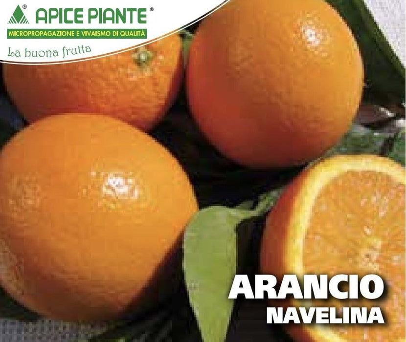 Arancio Navelina Isa - v. 24 cm - Apice Piante Apice piante (2491898)