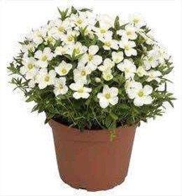 Arenaria Montana - v. 14 cm MillStore (2491901)