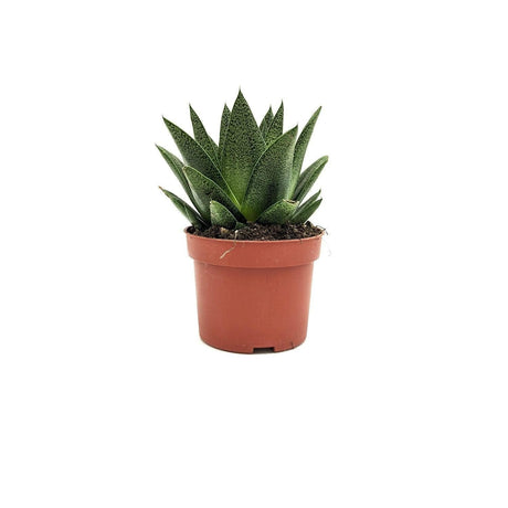 Aristaloe Aristata cv. 'Cosmo' 10 cm MillStore (2491905)