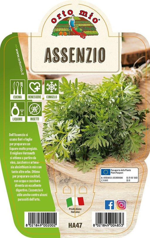 Assenzio - 1 pianta v.14 cm - Orto Mio Orto Mio (2491931)