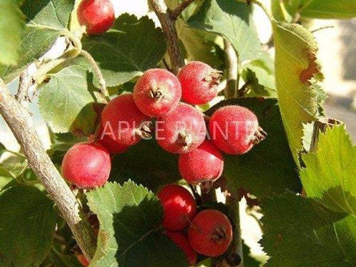 Azzeruolo Rosso (Varietà Antica) - V. 20 cm - Apice Piante Apice piante (2491947)