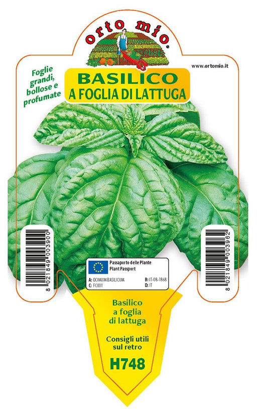 Basilico a foglia di lattuga - 1 pianta v.10 cm - Orto Mio Orto Mio (2491977)