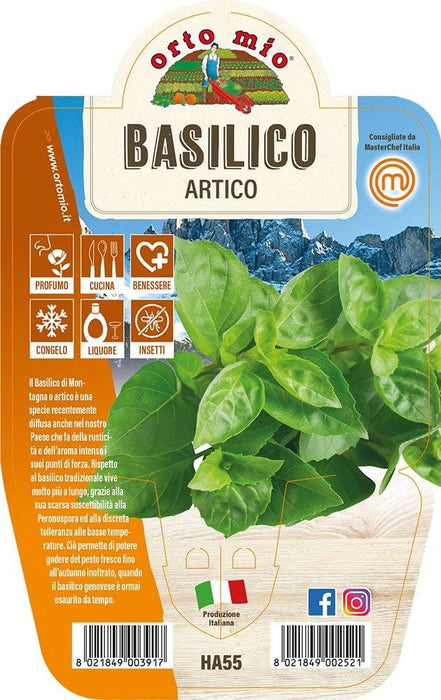 Basilico Artico - 1 pianta v.14 cm - Orto Mio Orto Mio