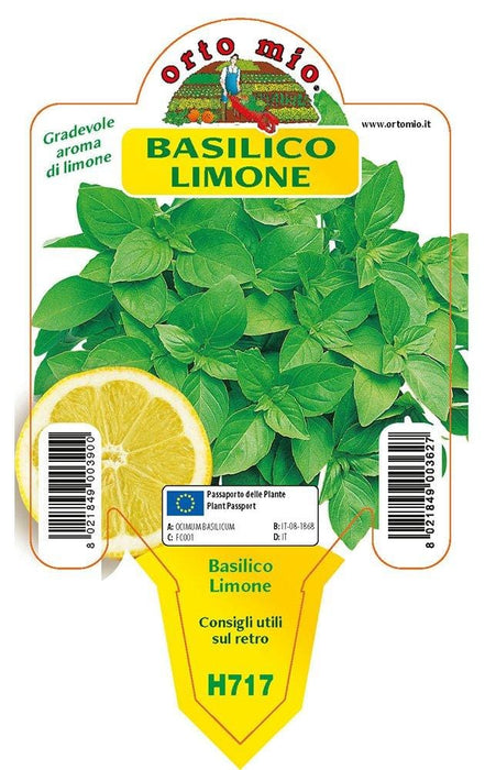 Basilico Limone - 1 pianta v.10 cm - Orto Mio Orto Mio