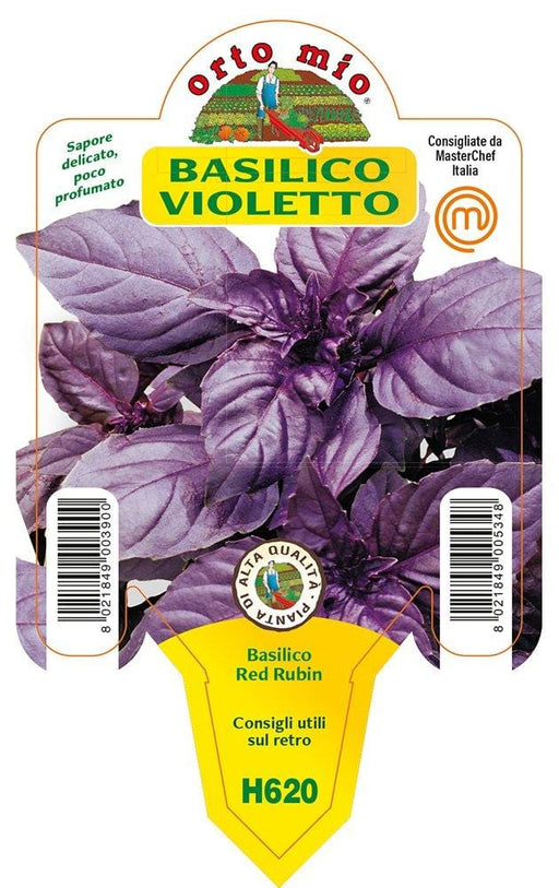 Basilico Violetto Red Rubin - 1 pianta v.10 cm - Orto Mio Orto Mio (2491987)