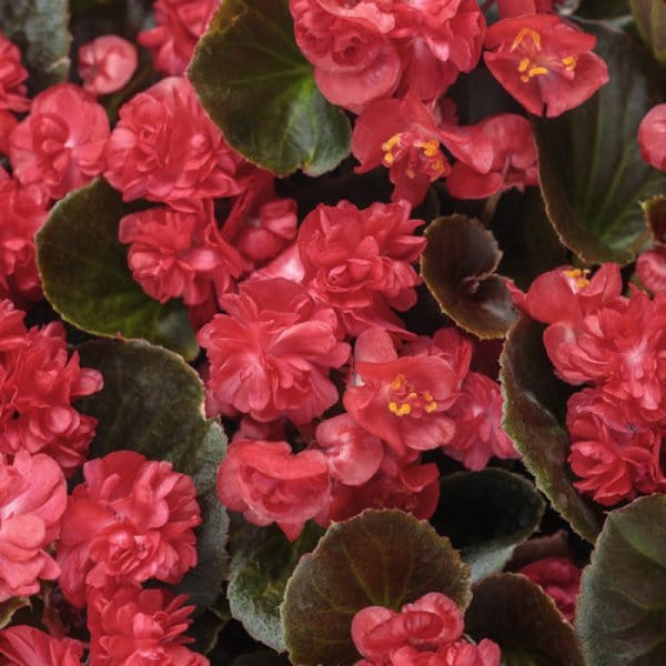 Begonia Gigante - Vaso 14 cm MillStore (2492035)