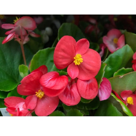 Begonia - Vaso 10 cm MillStore (2492034)