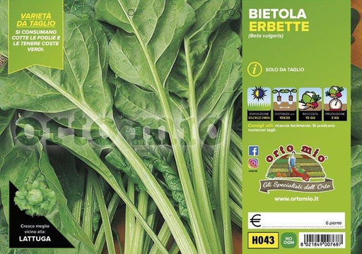 Bietola da Costa e da taglio Erbette - 6 piante - Orto Mio Orto Mio