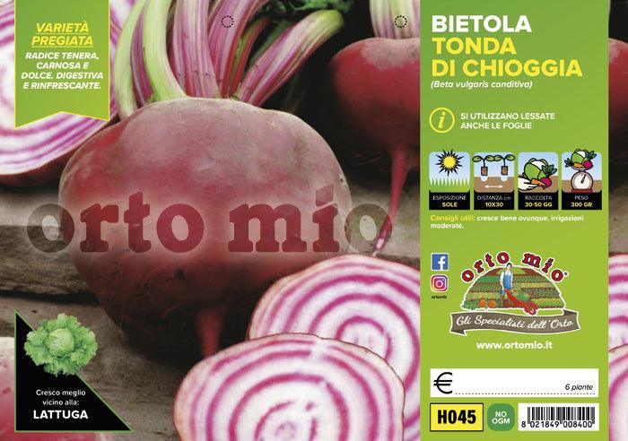 Bietola da costa e orto tonda di Chioggia Bersaglio F1 - 6 piante - Orto Mio Orto Mio (2492063)