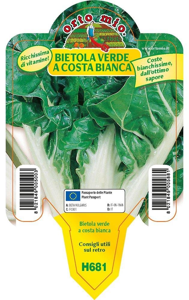 Bietola da costa e orto verde a costa bianca Lusiana - 1 pianta in v.10 - Orto Mio Orto Mio (2492064)