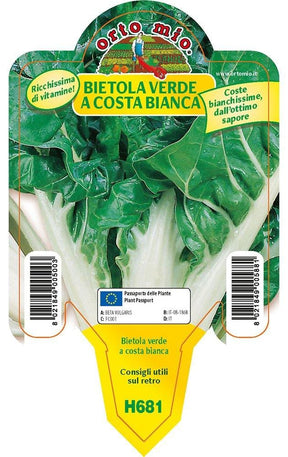Bietola da costa e orto verde a costa bianca Lusiana - 1 pianta in v.10 - Orto Mio Orto Mio (2492064)