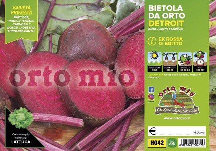 Bietola da orto Detroit Moneta F1 - 6 piante - Orto Mio Orto Mio