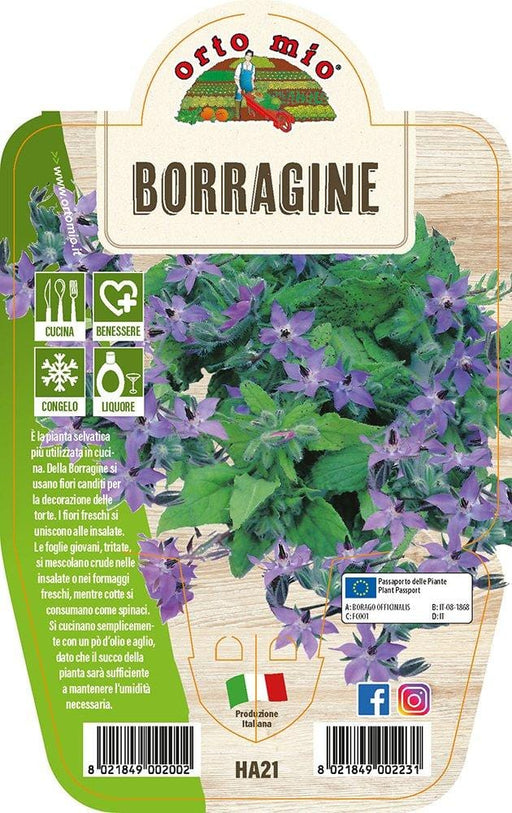 Borragine - 1 pianta v.14 cm - Orto mio Orto Mio (2492126)