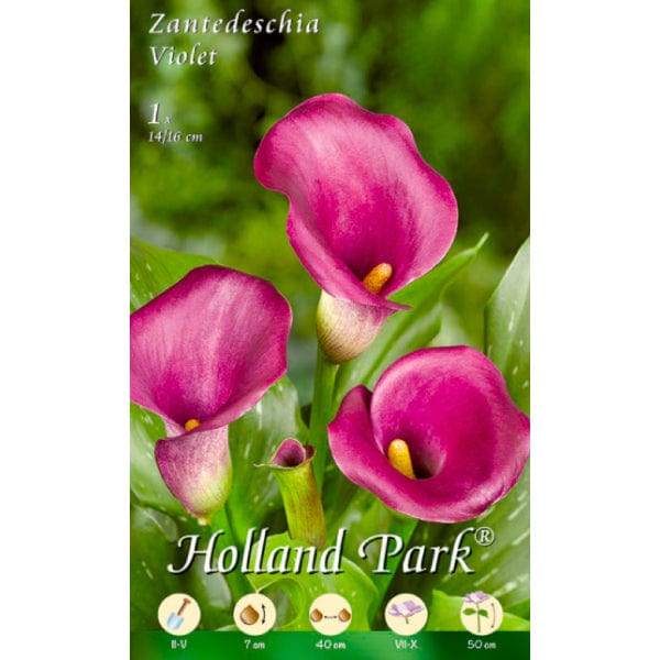Bulbi Fiore Calla Viola Zantedeschia - 1 Bulbo – Millstore.it