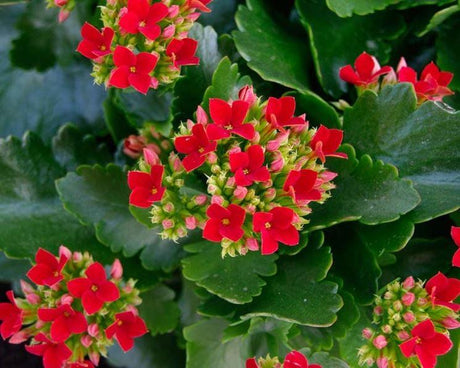 Calancola - Kalanchoe blossfeldiana - vaso 12 cm MillStore (2492195)