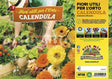 Calendula Fiore utile - 4 piante - Orto Mio Orto Mio (2492206)