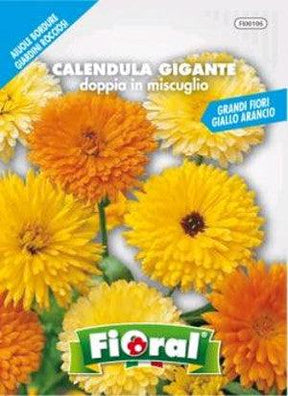 Calendula Gigante doppia in miscuglio - Floral Fioral (2492207)