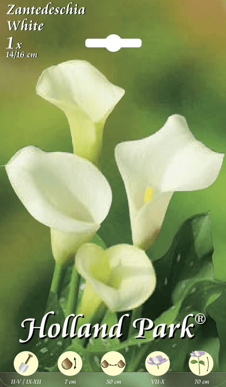 Calla Bianca - 1 bulbo da fiore Fioral