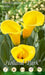 Calla Gialla - 1 bulbo da fiore Fioral