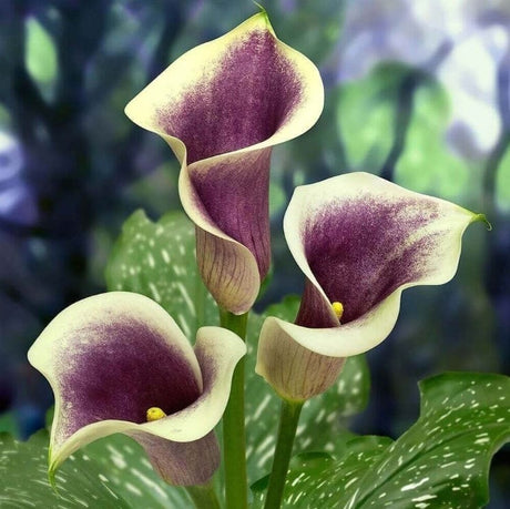 Calla Picasso - 1 bulbo da fiore Fioral