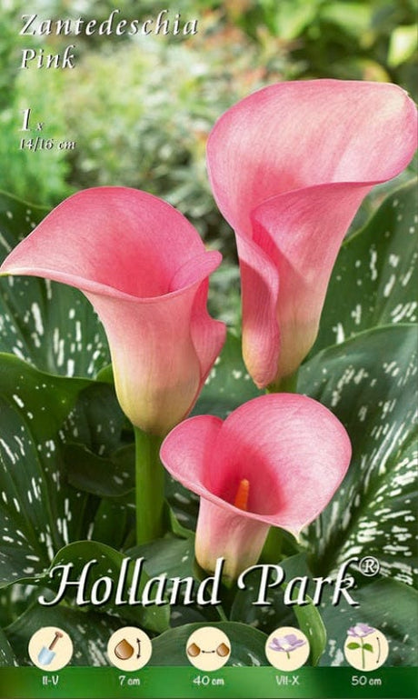 Calla Rosa - 1 bulbo da fiore Fioral