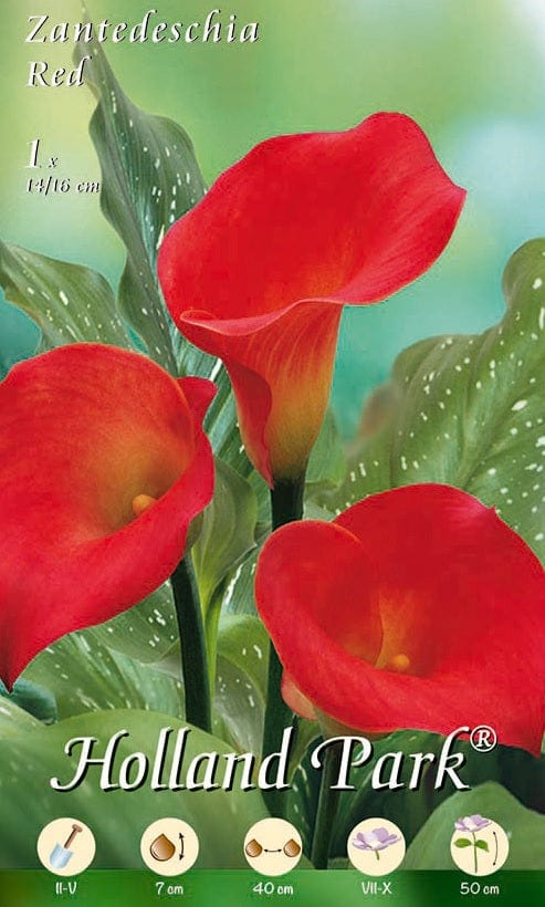 Calla Rossa - 1 Bulbo da fiore Fioral