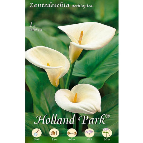 Calla Zantedeschia Bianca Aethiopica - 1 Bulbo da Fiore Fioral (2492214)