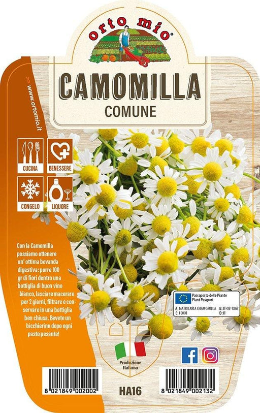 Camomilla Comune - 1 pianta v.14 cm - Orto Mio Orto Mio (2492236)